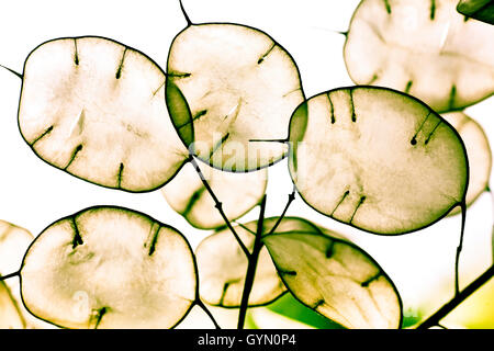 Annual Honesty (Lunaria annua) seed pods Stock Photo