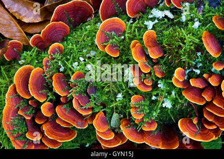 Turkey Tail mushroom (Trametes versicolor). Monte Santiago Natural Monument. County Las Merindades. Burgos, Castile and Leon. Sp Stock Photo