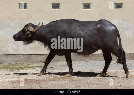 Asian water buffalo (Bubalus bubalis), also known as the domestic water buffalo at Augsburg Zoo in Bavaria, Germany. Stock Photo
