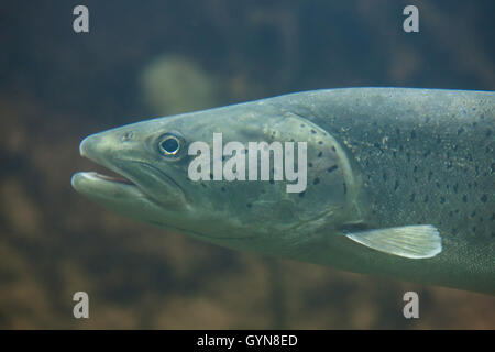 Huchen (Hucho hucho), also known as the Danube salmon. Wildlife animal. Stock Photo