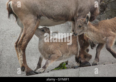 Alpine ibex (Capra ibex ibex), also known as the steinbock or bouquetin. Female ibex feeding its calf at Augsburg Zoo in Bavaria Stock Photo