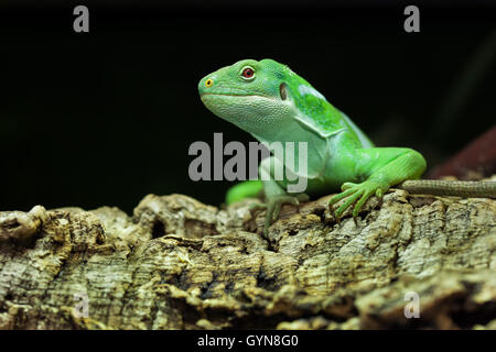 Fiji banded iguana (Brachylophus fasciatus). Wildlife animal. Stock Photo