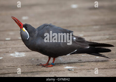 Inca tern (Larosterna inca). Wildlife animal. Stock Photo