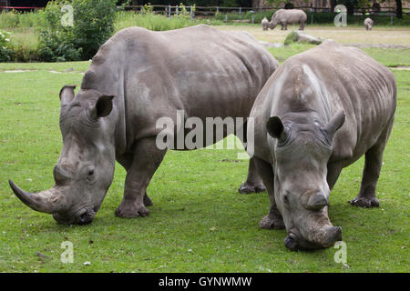 Southern white rhinoceros (Ceratotherium simum simum) at Augsburg Zoo in Bavaria, Germany. Stock Photo