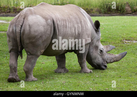 Southern white rhinoceros (Ceratotherium simum simum) at Augsburg Zoo in Bavaria, Germany. Stock Photo