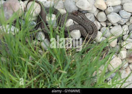 Smooth snake (Coronella austriaca). Wildlife animal. Stock Photo