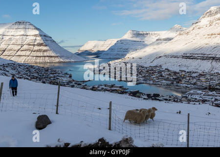 Sheep walking in the snow around the city of Klaksvik, Borðoy island. Faroe islands Stock Photo