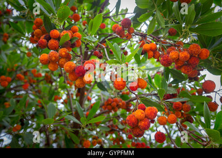 Berries on a strawberry tree (Arbutus unedo). An evergreen shrub, the strawberry tree is widespread in the Mediterranean region Stock Photo