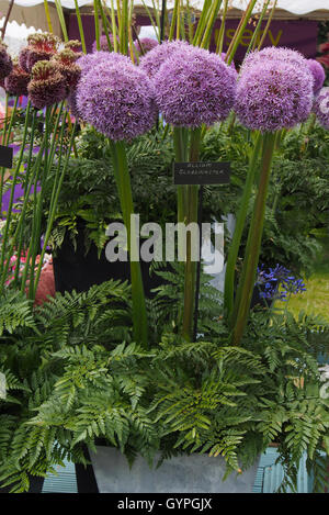 Allium globemaster part of the floral display at the Royal Horticultural Flower Show at Tatton Park in 2016 Knutsford, Cheshire. Stock Photo