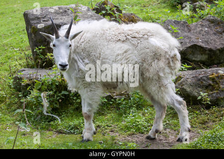 Mountain goat (Oreamnos americanus), also known as the Rocky Mountain goat. Wildlife animal. Stock Photo
