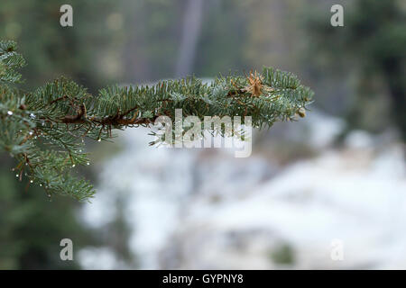 Morning Dew on Pine Branch Stock Photo