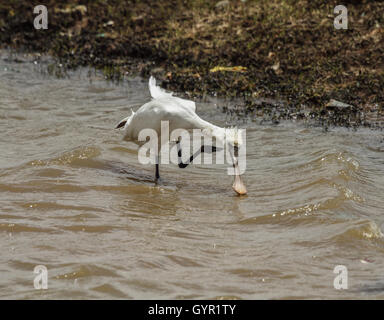 Eurasian Spoonbill, Platalea leucorodia, in the water, detail portrait of bird with long flat bill, Stock Photo