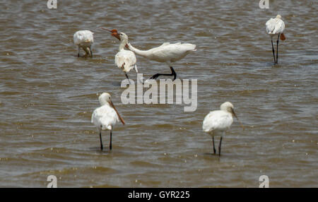 White Eurasian Spoonbill Platalea leucorodia fighting each other. Stock Photo