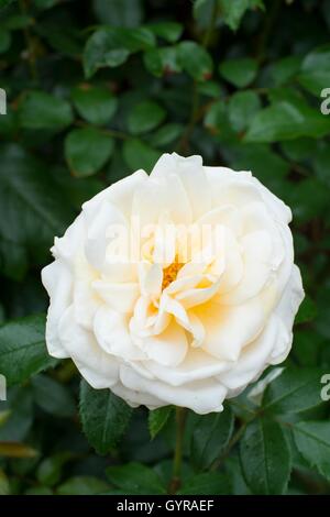 Rose, Champagne Moment. Floribunda. Stock Photo