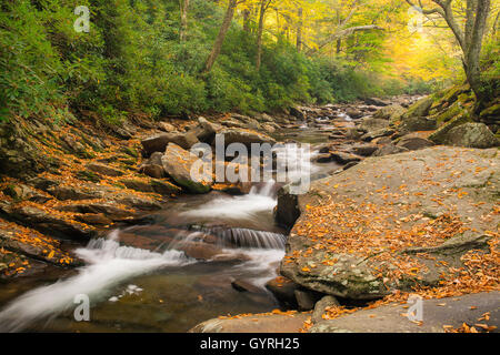 View of the Walker Camp Prong, stream, Great Smoky Mountain National Park Tennessee USA   Dembinsky Pho Stock Photo