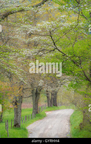 Flowering dogwood (Cornus florida) & Sparks Lane, Spring morning, Cade's Cove, Great Smoky Mountains,Tennessee USA Stock Photo