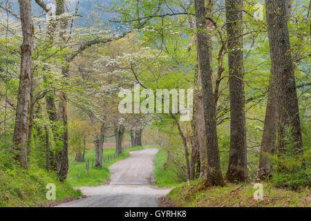 Flowering dogwood (Cornus florida) & Sparks Lane, Spring morning, Cade's Cove, Great Smoky Mountains,Tennessee USA Stock Photo