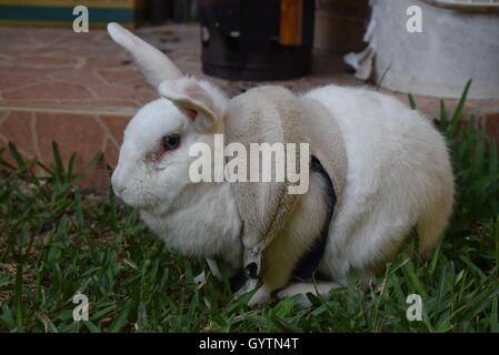 Domestic white rabbit with clothes in a garden Stock Photo - Alamy
