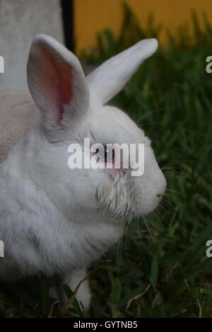 Portrait of domestic white rabbit with clothes in a garden Stock Photo ...