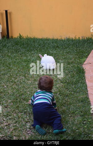 Baby chasing domestic white rabbit in a garden Stock Photo