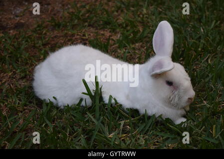 Portrait of domestic white rabbit lying in a garden Stock Photo