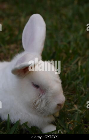Portrait of domestic white rabbit resting in a garden Stock Photo