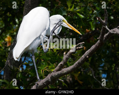 Great Egret in Tree Scratching Stock Photo