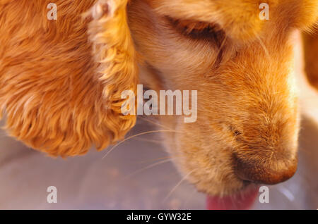 Closeup very cute cocker spaniel dog drinking water from metal bowl, animal nutrition concept Stock Photo