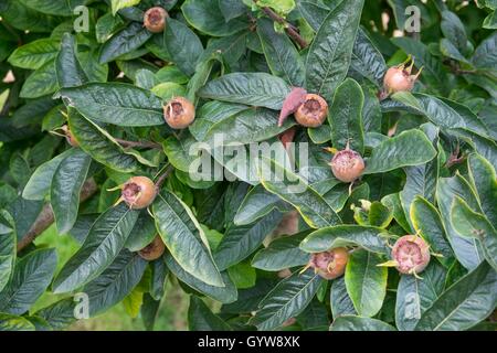 Mespilus germanica, known as the medlar or common medlar. Stock Photo