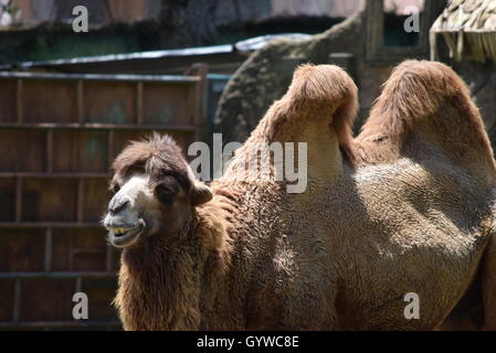 Bactrian Camel Stock Photo