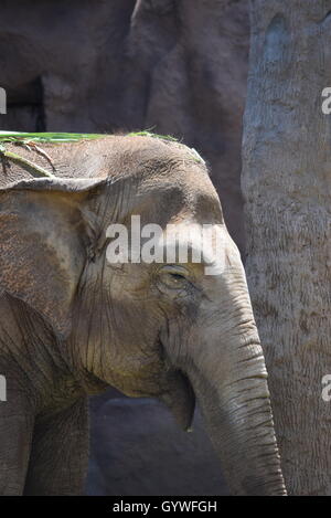 Close-up of an African Elephant at The Aurora Zoo, Guatemala Stock Photo