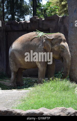 African Elephant at The Aurora Zoo, Guatemala Stock Photo