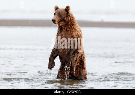 Brown bear (Ursus arctos) standing up looking for salmon in Lake Clark National Park, AK Stock Photo