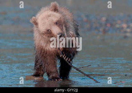 Brown bear cub (Ursus arctos) playing with stick in Lake Clark National Park, Alaska Stock Photo