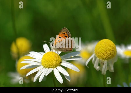 Large copper (Lycaena dispar) feeding on daisy flower. Stock Photo