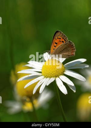 Large copper (Lycaena dispar) feeding on daisy flower. Stock Photo