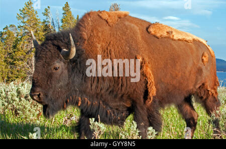 Lone Bison Buffalo Bull in Yellowstone National Park Stock Photo