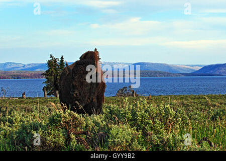 Lone Bison Buffalo Bull in Yellowstone National Park Stock Photo