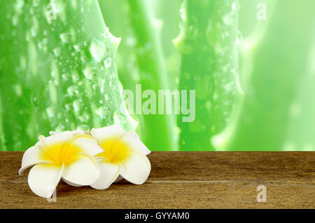 Aloe Vera Leaves Background with white and yellow Plumeria flowers on old wood table. Stock Photo