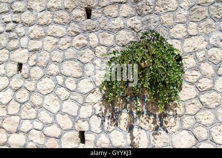 Wild capers plant against a stone wall, Amantea Calabria Italy Stock Photo