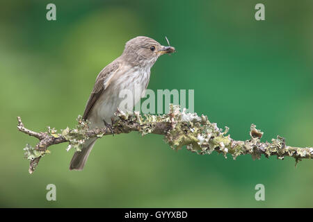 Spotted Flycatcher (Muscicapa striata), adult bird with prey sitting on a lichens Branch, North Rhine-Westphalia, Germany Stock Photo