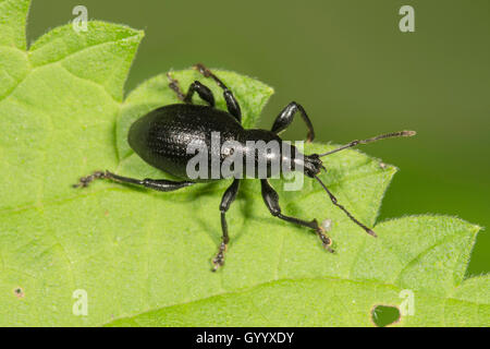 Weevil (Otiorhynchus fuscipes) on leaf, Baden-Württemberg, Germany Stock Photo