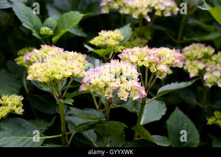 Hydrangea macrophylla Hamburg ‘Raham' flowers in late summer. Stock Photo