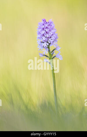 Three-toothed orchid (Neotinea tridentata), Kyffhäuser, Thuringia, Germany Stock Photo