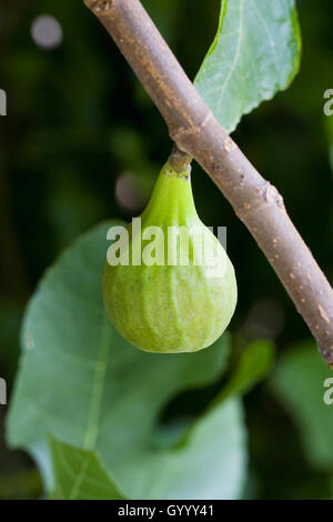 Ficus carica. Developing fig fruit growing outdoors. Stock Photo
