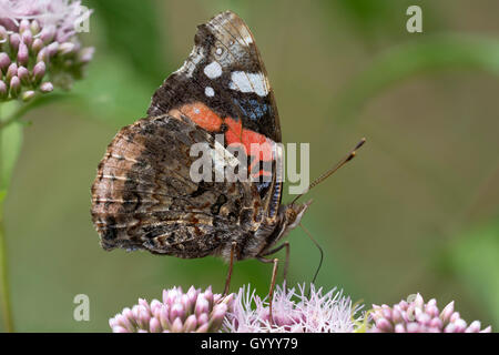 Red Admiral (Vanessa atalanta) on flower, Burgenland, Austria Stock Photo