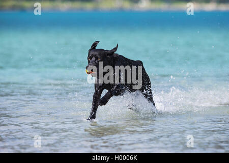 Labrador, black, running through water, Tyrol, Austria Stock Photo