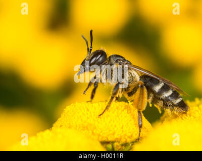 Yellow-legged Mining-bee (Andrena flavipes), Female foraging on Tansy (Tanacetum vulgare), Germany Stock Photo