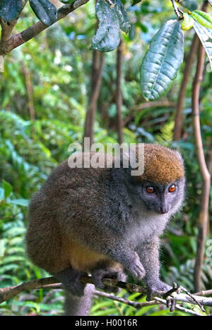 Lac Alaotra bamboo lemur, Lac Alaotra gentle lemur, Alaotran bamboo lemur, Alaotran gentle lemur (Hapalemur alaotrensis), sits on a twig, Madagascar Stock Photo