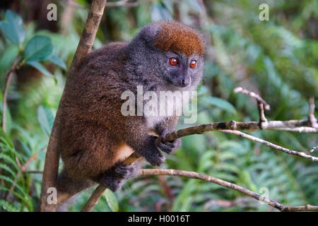 Lac Alaotra bamboo lemur, Lac Alaotra gentle lemur, Alaotran bamboo lemur, Alaotran gentle lemur (Hapalemur alaotrensis), sits on a twig, Madagascar Stock Photo